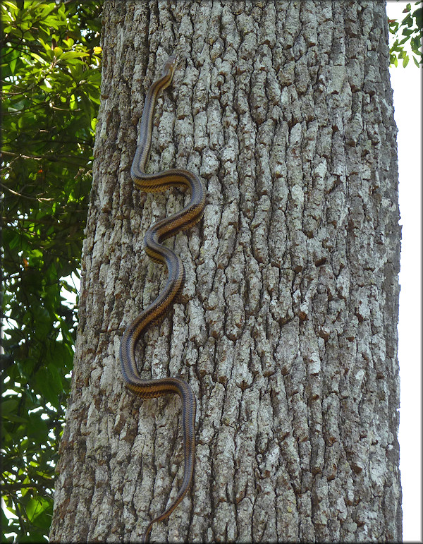 Yellow Rat Snake [Elaphe obsoleta quadrivittata]