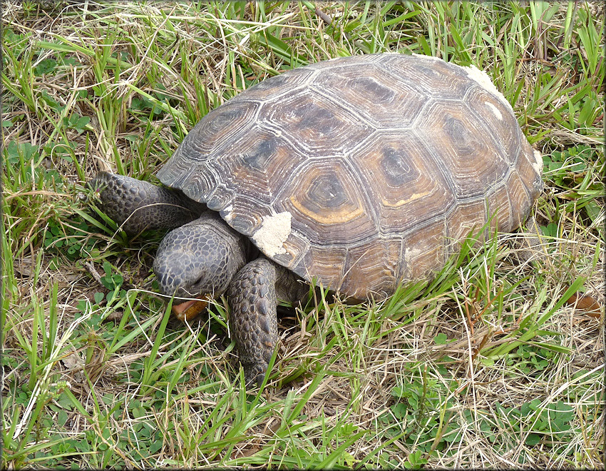 Gopher Tortoise [Gopherus polyphemus]