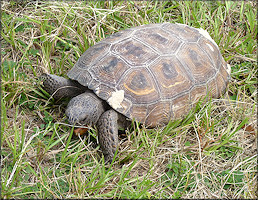 Gopher Tortoise [Gopherus polyphemus]