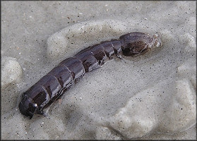 Coronis excavatrix Mantis Shrimp