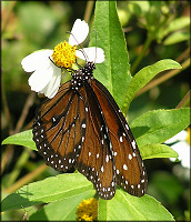 Queen [Danaus gilippus]