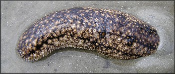 Sclerodactyla briareus (Lesueur, 1824) Hairy Sea Cucumber