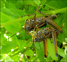 Eastern Lubber Grasshopper [Romalea microptera] Mating