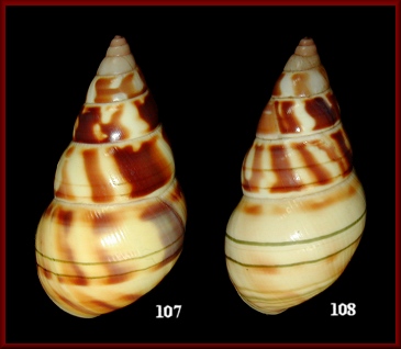 Liguus fasciatus framptoni Jones, 1979