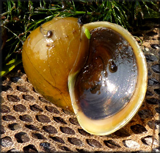 Pomacea paludosa (Say, 1829) Florida Applesnail Rare Gold Specimen