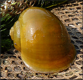 Pomacea paludosa (Say, 1829) Florida Applesnail Rare Gold Specimen