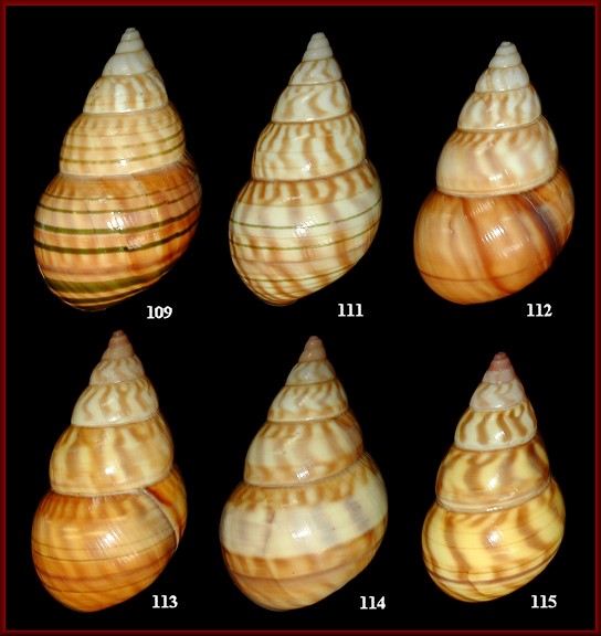 Liguus fasciatus fuscoflamellus Frampton, 1932