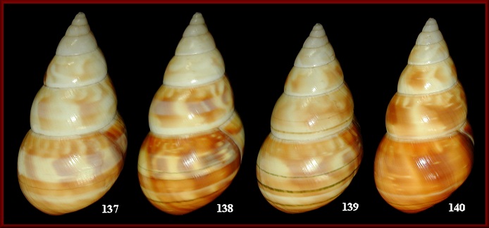 Liguus fasciatus kennethi Jones, 1979