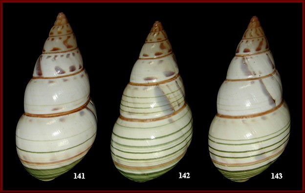 Liguus fasciatus lignumvitae Pilsbry, 1912