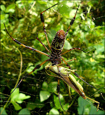 Golden Silk Spider [Nephila clavipes] And Prey