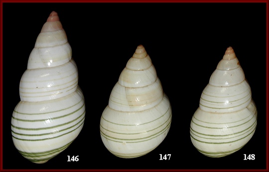 Liguus fasciatus livingstoni Simpson, 1920