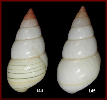 Liguus fasciatus lineolatus Simpson, 1920