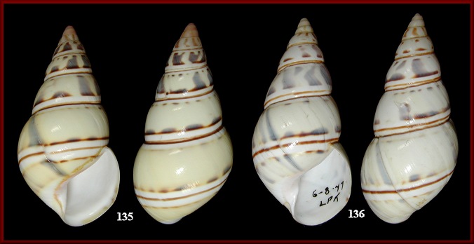 Liguus fasciatus innominatus Pilsbry, 1930