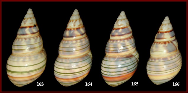 Liguus fasciatus margaretae Jones, 1979