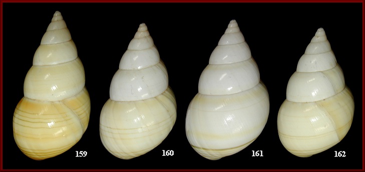 Liguus fasciatus luteus Simpson, 1920