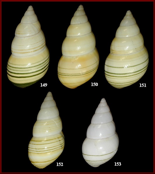 Liguus fasciatus lossmanicus Pilsbry, 1912