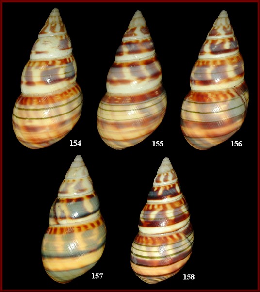 Liguus fasciatus lucidovarius Doe, 1937