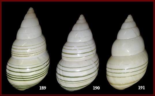 Liguus fasciatus mosieri Simpson, 1920