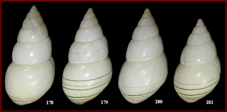 Liguus fasciatus matecumbensis Pilsbry, 1912