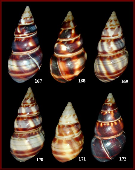 Liguus fasciatus marmoratus Pilsbry, 1912