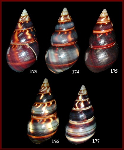 Liguus fasciatus marmoratus Pilsbry, 1912