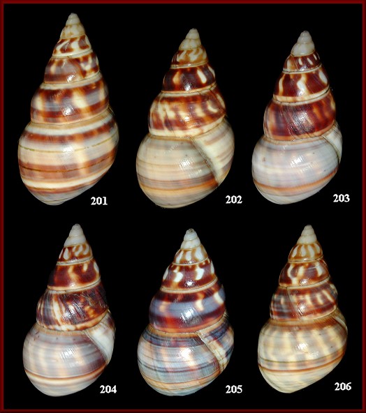 Liguus fasciatus nebulosus Doe, 1937