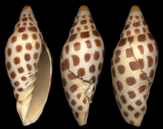 Scaphella junonia (Lamarck, 1804) Junonia