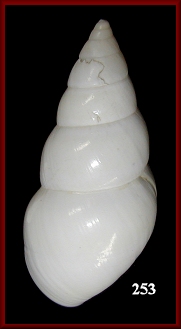 Liguus fasciatus solidus (Say, 1825)