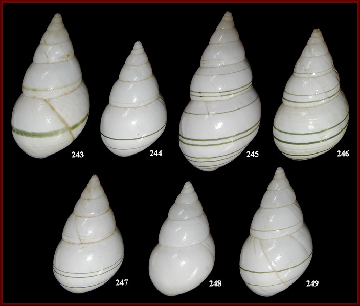 Liguus fasciatus septentrionalis Pilsbry, 1912