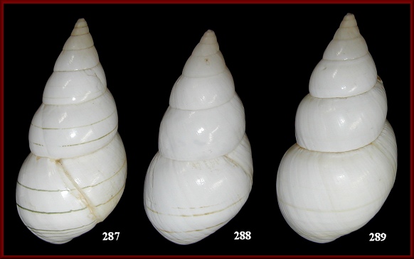 Liguus fasciatus vacaensis Simpson, 1920