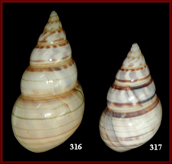 Liguus fasciatus violafumosus Doe, 1937