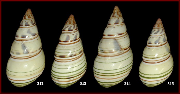 Liguus fasciatus vonpaulseni Young, 1960