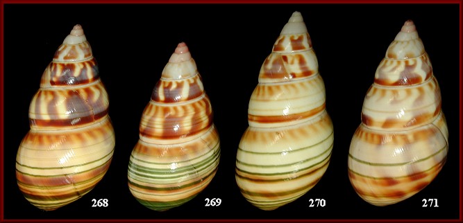 Liguus fasciatus testudineus Pilsbry, 1912