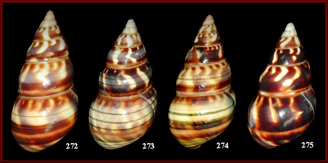 Liguus fasciatus testudineus Pilsbry, 1912