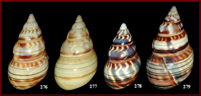 Liguus fasciatus testudineus Pilsbry, 1912