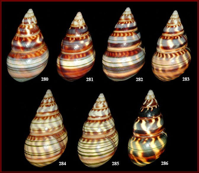 Liguus fasciatus testudineus Pilsbry, 1912