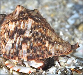 Stramonita rustica (Lamarck, 1822) Rustic Rocksnail