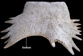 Sea Turtle Shell Bone (hypoplastron)