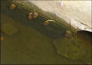 Pomacea canaliculata At The Lake