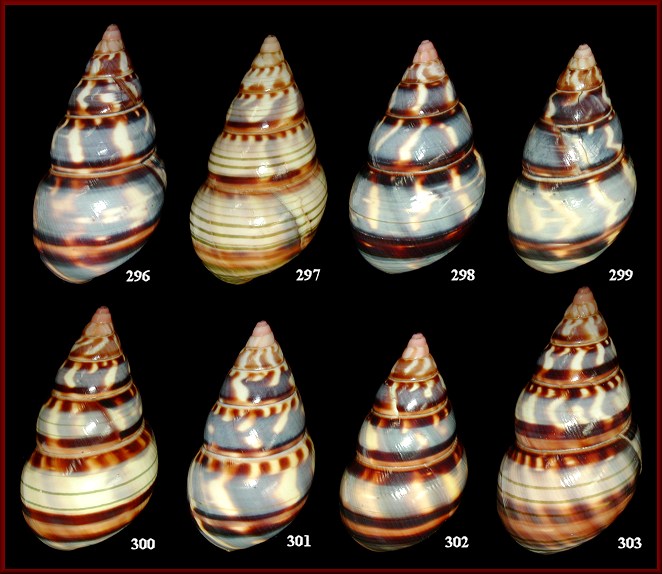 Liguus fasciatus versicolor Simpson, 1920