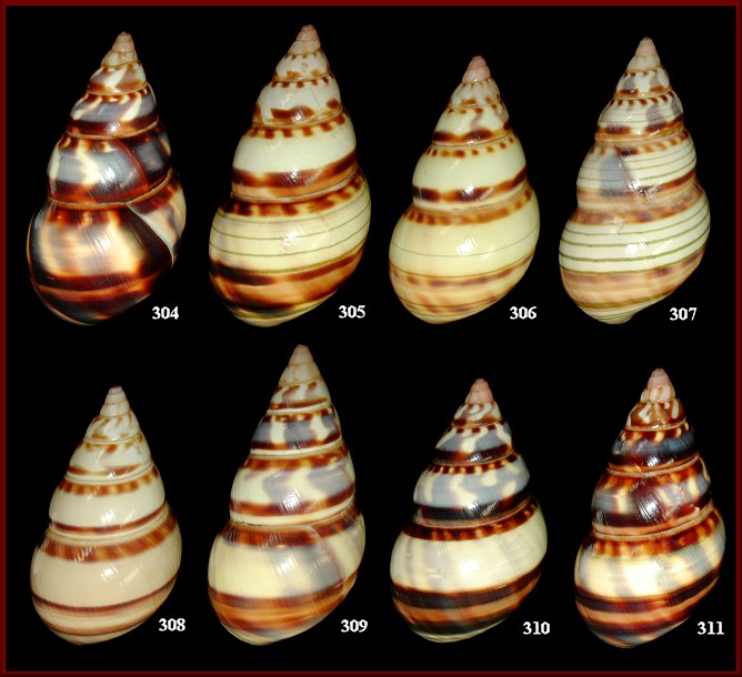 Liguus fasciatus versicolor Simpson, 1920