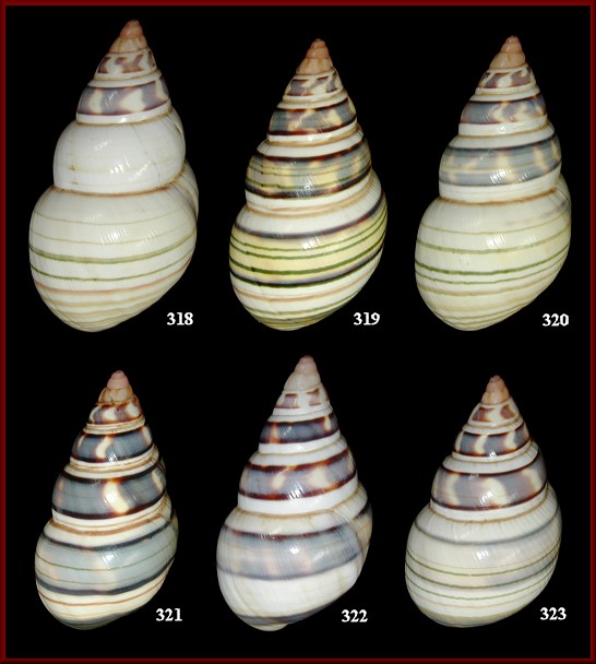 Liguus fasciatus walkeri Clench, 1933