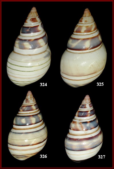 Liguus fasciatus walkeri Clench, 1933