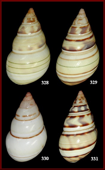 Liguus fasciatus walkeri Clench, 1933