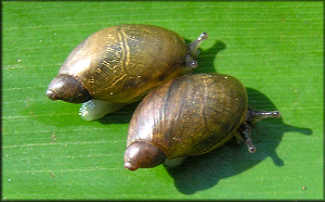 Oxyloma retusum (I. Lea, 1834) Blunt Ambersnail