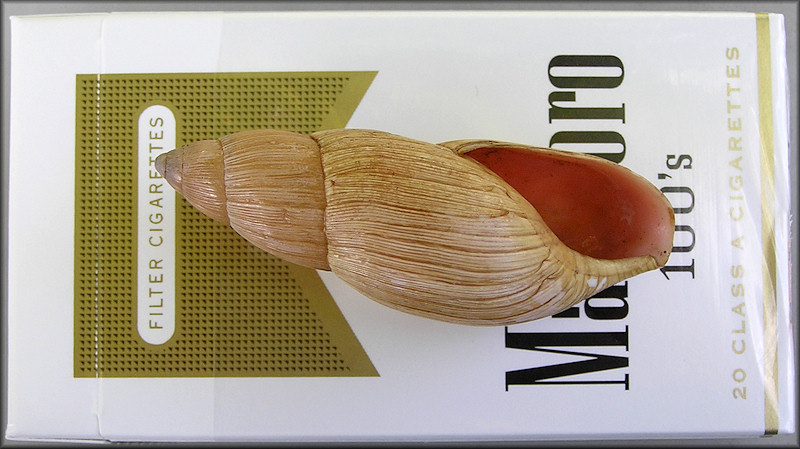 Euglandina rosea (Frussac, 1821) Rosy Wolfsnail - Large Specimen