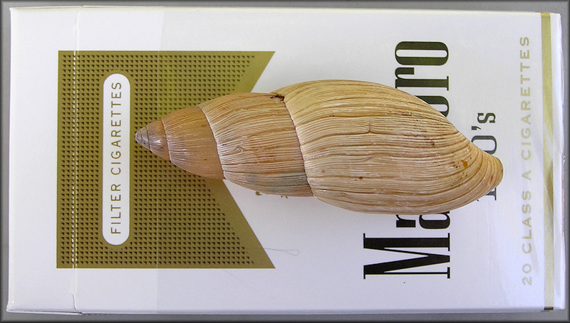 Euglandina rosea (Frussac, 1821) Rosy Wolfsnail - Large Specimen