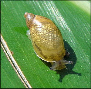 Oxyloma retusum (I. Lea, 1834) Blunt Ambersnail