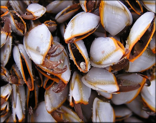 Lepas anserifera | Goose Barnacle