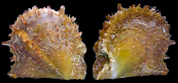 Pinctada imbricata imbricata Rding, 1798 Atlantic Pearl-oyster